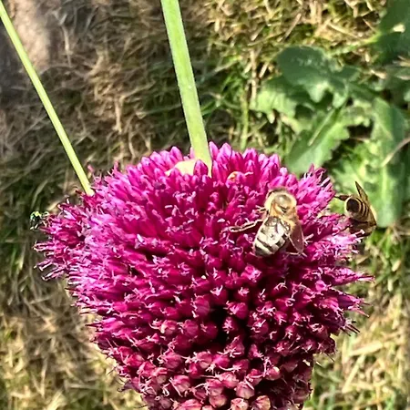 アパート Hildenbrand *