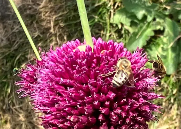 アパート Hildenbrand *